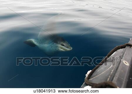 A curious adult Leopard Seal (Hydrurga leptonyx) approaching the boat in clear water near Petermann Island on the Southwest Antarctic Peninsula. View Large Photo Image Stock Image - A curious adult Leopard Seal (Hydrurga leptonyx) approaching the boat in clear water near Petermann Island on the Southwest Antarctic Peninsula.. Fotosearch