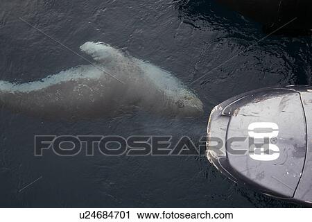 Stock Image - A curious adult Leopard Seal (Hydrurga leptonyx) approaching the boat in clear water near Petermann Island on the Southwest Antarctic Peninsula.. Fotosearch
