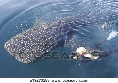 Stock Image - A curious juvenile Whale Shark (Rhincodon typus) in the deep and calm waters of the northern Gulf of California (Sea of Cortez), Mexico.. Fotosearch
