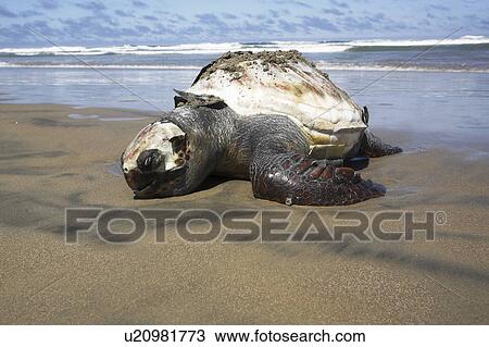 A dead Loggerhead turtle - possibly caught as by-catch- washed up dead on the beach. Turtle researchers from the NGO Pro Caguama study and capture the critically endangered Loggerhead Turtle (Caretta caretta) from the town of Puerto Lopez Mateos. As many View Large Photo Image Stock Image - A dead Loggerhead turtle - possibly caught as by-catch- washed up dead on the beach. Turtle researchers from the NGO Pro Caguama study and capture the critically endangered Loggerhead Turtle (Caretta caretta) from the town of Puerto Lopez Mateos. As many . Fotosearch