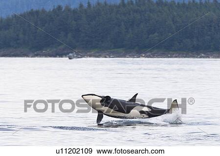 Stock Photo - A gathering of several Orca (Orcinus orca) pods in Chatham Strait, Southeast Alaska, USA. Pacific Ocean. These animals numbered in the many tens, perhaps even over a hundred as they were spread out in many small groups all traveling north and spread out f. Fotosearch