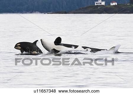Stock Photo - A gathering of several Orca (Orcinus orca) pods in Chatham Strait, Southeast Alaska, USA. Pacific Ocean. These animals numbered in the many tens, perhaps even over a hundred as they were spread out in many small groups all traveling north and spread out f. Fotosearch