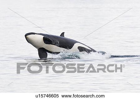 Stock Photography - A gathering of several Orca (Orcinus orca) pods in Chatham Strait, Southeast Alaska, USA. Pacific Ocean. These animals numbered in the many tens, perhaps even over a hundred as they were spread out in many small groups all traveling north and spread out f. Fotosearch