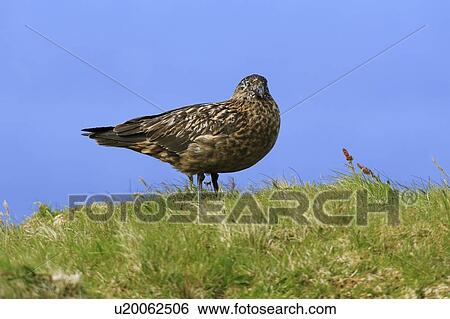 A Great Skua (Stercorarius skua) standing on grass habitat, Handa Island, Scotland. View Large Photo Image Stock Photograph - A Great Skua (Stercorarius skua) standing on grass habitat, Handa Island, Scotland.. Fotosearch