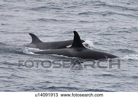 Stock Image - A group of 6 to 8 Orca (Orcinus orca) which attacked and killed a white-beaked dolphin at 74 11. 31 N and 16 03. 48 E off the continental shelf southwest of Bear Island in the Barents Sea, Norway.. Fotosearch