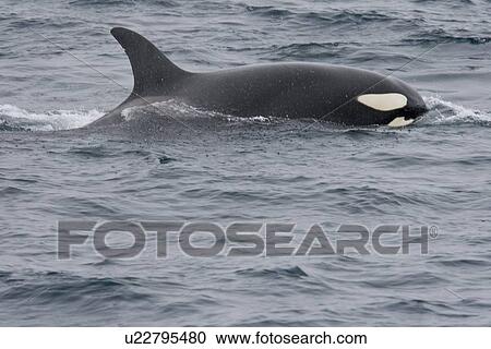 Stock Image - A group of 6 to 8 Orca (Orcinus orca) which attacked and killed a white-beaked dolphin at 74? 11. 31? N and 16? 03. 48? E off the continental shelf southwest of Bear Island in the Barents Sea, Norway.. Fotosearch