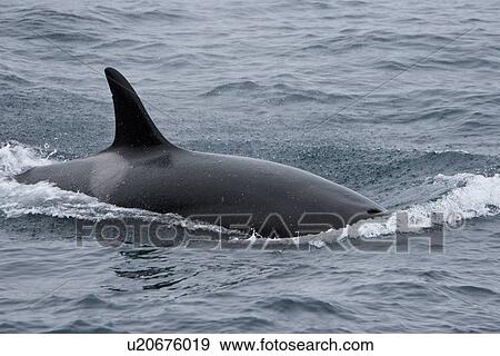 Stock Photo - A group of 6 to 8 Orca (Orcinus orca) which attacked and killed a white-beaked dolphin at 74 11. 31 N and 16 03. 48 E off the continental shelf southwest of Bear Island in the Barents Sea, Norway.. Fotosearch