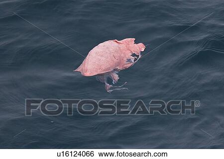 A group of 6 to 8 Orca (Orcinus orca) which attacked and killed a white-beaked dolphin at 74? 11. 31? N and 16? 03. 48? E off the continental shelf southwest of Bear Island in the Barents Sea, Norway. Seen here is a lung from the killed dolphin. View Large Photo Image Stock Photograph - A group of 6 to 8 Orca (Orcinus orca) which attacked and killed a white-beaked dolphin at 74? 11. 31? N and 16? 03. 48? E off the continental shelf southwest of Bear Island in the Barents Sea, Norway. Seen here is a lung from the killed dolphin.. Fotosearch