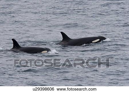Stock Photograph - A group of 6 to 8 Orca (Orcinus orca) which attacked and killed a white-beaked dolphin at 74 11. 31 N and 16 03. 48 E off the continental shelf southwest of Bear Island in the Barents Sea, Norway. Seen here are two adult females.. Fotosearch
