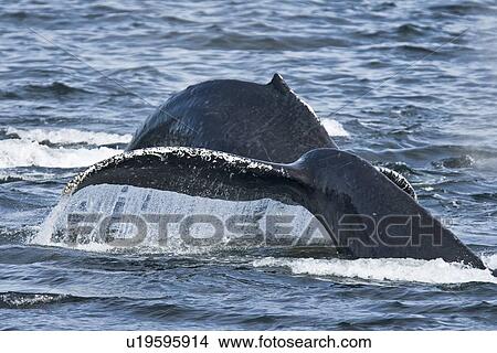 Picture - A group of adult humpback whales (Megaptera novaeangliae) co-operatively "bubble-net" feeding along the west side of Chatham Strait in Southeast Alaska, USA. Pacific Ocean. Shown here are two adults fluke-up diving after a bubble-net set.. Fotosearch
