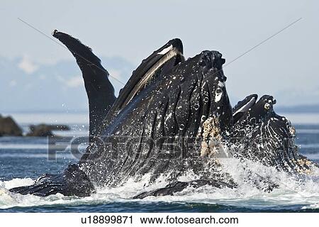 Stock Image - A group of adult humpback whales (Megaptera novaeangliae) co-operatively "bubble-net" feeding along the west side of Chatham Strait in Southeast Alaska, USA. Pacific Ocean. This group started feeding together with only six animals and ended up with sixtee. Fotosearch