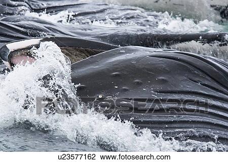 A group of adult humpback whales (Megaptera novaeangliae) co-operatively "bubble-net" feeding in Snow Pass in Southeast Alaska, USA. Pacific Ocean. Shown here is a close up of a whale forcing water out through its baleen plates, leaving the prey (herring) View Large Photo Image Stock Image - A group of adult humpback whales (Megaptera novaeangliae) co-operatively "bubble-net" feeding in Snow Pass in Southeast Alaska, USA. Pacific Ocean. Shown here is a close up of a whale forcing water out through its baleen plates, leaving the prey (herring). Fotosearch