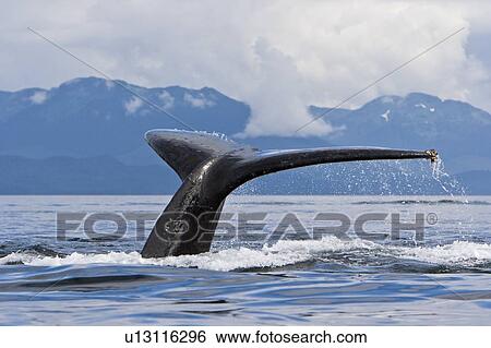 A group of adult humpback whales (Megaptera novaeangliae) co-operatively "bubble-net" feeding along the west side of Chatham Strait in Southeast Alaska, USA. Pacific Ocean. Shown here is an adult fluke-up diving after a bubble-net set. View Large Photo Image Stock Photograph - A group of adult humpback whales (Megaptera novaeangliae) co-operatively "bubble-net" feeding along the west side of Chatham Strait in Southeast Alaska, USA. Pacific Ocean. Shown here is an adult fluke-up diving after a bubble-net set.. Fotosearch
