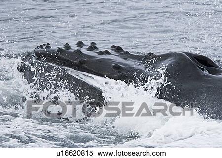 A group of adult humpback whales (Megaptera novaeangliae) co-operatively "bubble-net" feeding in Snow Pass in Southeast Alaska, USA. Pacific Ocean. Shown here is a close up of a whale forcing water out through its baleen plates, leaving the prey (herring) View Large Photo Image Stock Photography - A group of adult humpback whales (Megaptera novaeangliae) co-operatively "bubble-net" feeding in Snow Pass in Southeast Alaska, USA. Pacific Ocean. Shown here is a close up of a whale forcing water out through its baleen plates, leaving the prey (herring). Fotosearch