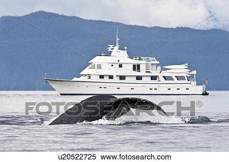 A group of adult humpback whales (Megaptera novaeangliae) co-operatively "bubble-net" feeding along the west side of Chatham Strait in Southeast Alaska, USA. Pacific Ocean. Shown here is an animal fluke-up diving in front of the charter yacht Safari Spiri View Large Photo Image Stock Photography - A group of adult humpback whales (Megaptera novaeangliae) co-operatively "bubble-net" feeding along the west side of Chatham Strait in Southeast Alaska, USA. Pacific Ocean. Shown here is an animal fluke-up diving in front of the charter yacht Safari Spiri. Fotosearch