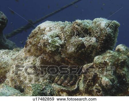 A grumpy looking Devil Scorpionfish (Scorpeanopsis diabolus ). Dahab. Red Sea. Egypt View Large Photo Image Stock Photo - A grumpy looking Devil Scorpionfish (Scorpeanopsis diabolus ). Dahab. Red Sea. Egypt . Fotosearch