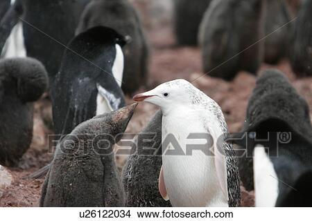 Picture - A leucistic Adelie penguin (Pygoscelis adeliae) adult feeding its "normal" coloured chicks on Devil Island near the Antarctic Peninsula. This rare coloration, sometimes called albinistic or Isabelline, is caused by a lack of melanin.. Fotosearch