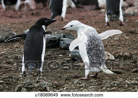 Stock Photo - A leucistic adult Adelie penguin (Pygoscelis adeliae) on Devil Island on the Northeast side of the Antarctic Peninsula. This adult is the parent to two "normal" coloration chicks. This coloration in Adelie penguins is very rare and sometimes referred to a. Fotosearch