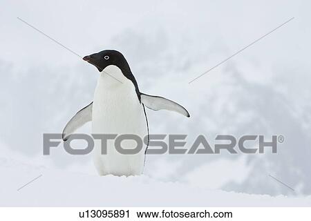 A lone adult Adelie penguin (Pygoscelis adeliae) on an iceberg off Port Lockroy, Antarctica. There are an estimated 2 million breeding pairs of chinstrap penguins in the Antarctic peninsula region alone, perhaps as many as 7. 5 million breeding pairs in a View Large Photo Image Stock Image - A lone adult Adelie penguin (Pygoscelis adeliae) on an iceberg off Port Lockroy, Antarctica. There are an estimated 2 million breeding pairs of chinstrap penguins in the Antarctic peninsula region alone, perhaps as many as 7. 5 million breeding pairs in a. Fotosearch