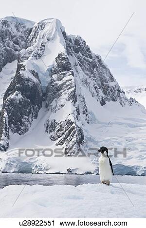 A lone adult Adelie penguin (Pygoscelis adeliae) on an iceberg off Petermann Island, Antarctica. View Large Photo Image Stock Image - A lone adult Adelie penguin (Pygoscelis adeliae) on an iceberg off Petermann Island, Antarctica.. Fotosearch