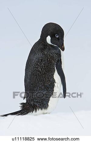 Stock Photography - A lone adult Adelie penguin (Pygoscelis adeliae) on an iceberg off Petermann Island, Antarctica.. Fotosearch