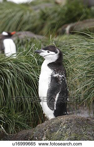 A lone moulting adult chinstrap penguin (Pygoscelis Antarctica) in tussock grass on Prion Island in the Bay of Isles near South Georgia Island, South Atlantic Ocean. View Large Photo Image Stock Photography - A lone moulting adult chinstrap penguin (Pygoscelis Antarctica) in tussock grass on Prion Island in the Bay of Isles near South Georgia Island, South Atlantic Ocean.. Fotosearch