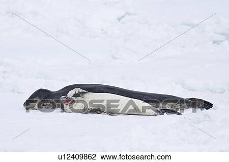 Stock Image - A mother and newborn pup leopard seal (Hydrurga leptonyx) hauled out on ice floes on the western side of the Antarctic peninsula, southern ocean. This is the only pinniped known to have attacked and killed a human snorkeler in Antarctica.. Fotosearch