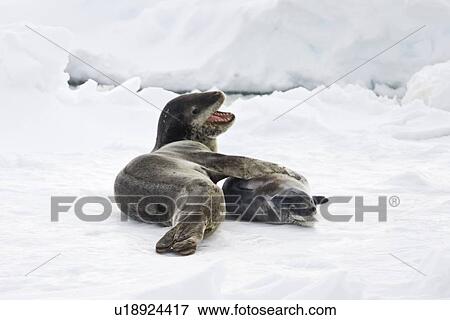 Stock Photo - A mother and newborn pup leopard seal (Hydrurga leptonyx) hauled out on ice floes on the western side of the Antarctic peninsula, southern ocean. This is the only pinniped known to have attacked and killed a human snorkeler in Antarctica.. Fotosearch