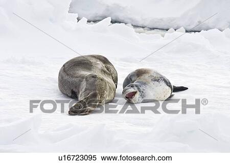 A mother and newborn pup leopard seal (Hydrurga leptonyx) hauled out on ice floes on the western side of the Antarctic peninsula, southern ocean. This is the only pinniped known to have attacked and killed a human snorkeler in Antarctica. View Large Photo Image Stock Photography - A mother and newborn pup leopard seal (Hydrurga leptonyx) hauled out on ice floes on the western side of the Antarctic peninsula, southern ocean. This is the only pinniped known to have attacked and killed a human snorkeler in Antarctica.. Fotosearch