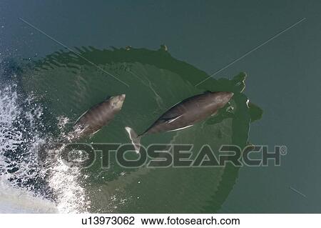 Stock Image - A pair of Dall's porpoise (Phocoenoides dalli) bow riding in Chatham Strait off Baranof Island in Southeast Alaska, USA. Pacific Ocean. The water is flat calm and the reflection of the boat and sky are visible in the images.. Fotosearch