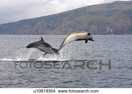 Picture - A pair of young Bottlenose dolphins (Tursiops truncatus) breaches from the water, Moray Firth, Scotland showing cliffs and coastline in the background.. Fotosearch