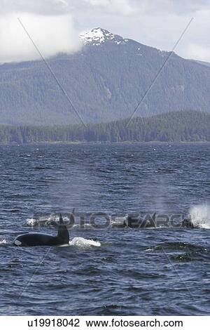 A pod of 5 Orcas (Orcinus orca) encountered off Gardner Point on the south end of Admiralty Island, Southeast Alaska. The pod consisted of two adult males, one adult female, one possible juvenile male, and an undetermined smaller juvenile. Total pod size View Large Photo Image Stock Image - A pod of 5 Orcas (Orcinus orca) encountered off Gardner Point on the south end of Admiralty Island, Southeast Alaska. The pod consisted of two adult males, one adult female, one possible juvenile male, and an undetermined smaller juvenile. Total pod size . Fotosearch