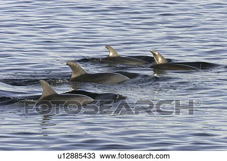 A pod of bottlenose dolphins (Tursiops truncatus) surfacing at sunrise in the lower Gulf of California (Sea of Cortez), Mexico. View Large Photo Image Stock Image - A pod of bottlenose dolphins (Tursiops truncatus) surfacing at sunrise in the lower Gulf of California (Sea of Cortez), Mexico.. Fotosearch