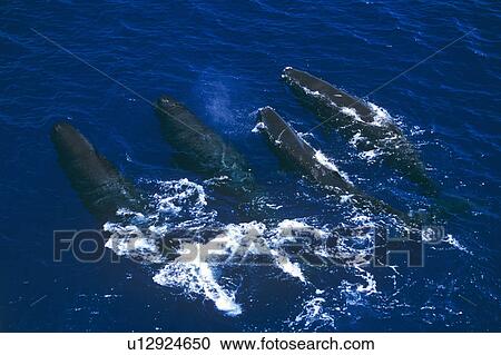 A pod of Sperm whales (Physeter macrocephalus). Sri Lanka View Large Photo Image Stock Image - A pod of Sperm whales (Physeter macrocephalus). Sri Lanka. Fotosearch