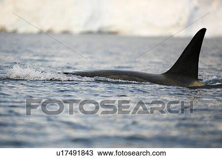 A possible new species of Orca (Killer Whale) called "Type B" Orca (with a proposed new scientific name of Orcinus nanus) travelling in the Lemaire Strait, Antarctica. These Orca are characterized by very large eye patches, a two-tone gray cape coloratio View Large Photo Image Stock Image - A possible new species of Orca (Killer Whale) called "Type B" Orca (with a proposed new scientific name of Orcinus nanus) travelling in the Lemaire Strait, Antarctica. These Orca are characterized by very large eye patches, a two-tone gray cape coloratio. Fotosearch