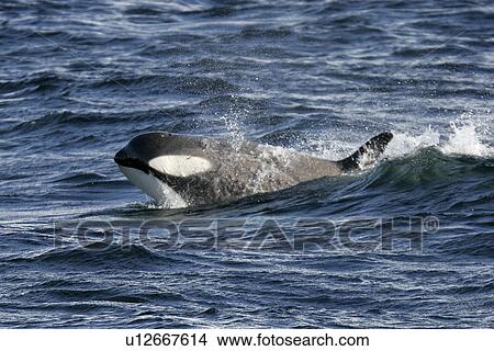 Picture - A possible new species of Orca (with a proposed new scientific name of Orcinus nanus) travelling in the Lemaire Strait, Antarctica. These Orca are characterized by very large eye patches, a two-tone gray cape coloration, and a relatively small size when c. Fotosearch
