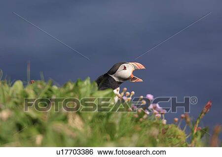 Stock Photograph - A Puffin (Fratercula arctic) calling to it's mate with open beak in grass cliff habitat, Handa Island, Scotland.. Fotosearch