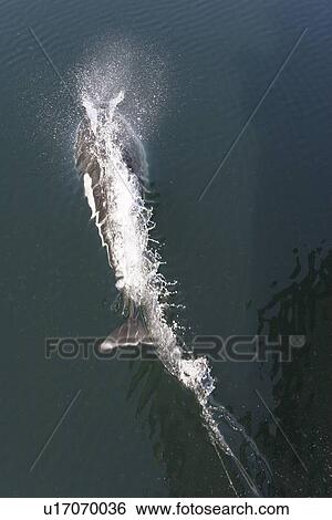 Stock Photograph - A single porpoise (Phocoenoides dalli) bow riding in Chatham Strait off Baranof Island in Southeast Alaska, USA. Pacific Ocean. The water is flat calm and the reflection of the boat and sky are visible in the images.. Fotosearch