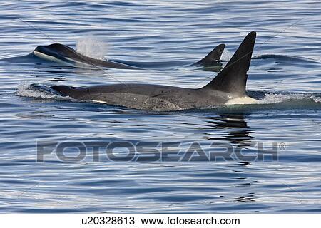 Stock Image - A small pod of three adult "Type B" Orca (Orcinus orca) traveling in Gerlache Strait on the western side of the Antarctic Peninsula, Antarctica. This pod was sighted at 64? 29. 1' S latitude by 62? 01. 7'W longitude. These animals are also often called kill. Fotosearch