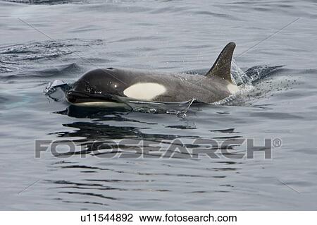 A small pod of "Type B" Orca (Orcinus orca) traveling in Gerlache Strait on the western side of the Antarctic Peninsula, Antarctica. This pod was sighted at 648 41. 2' S latitude by 62? 54. 0'W longitude. These animals are also often called killer whales, b View Large Photo Image Stock Image - A small pod of "Type B" Orca (Orcinus orca) traveling in Gerlache Strait on the western side of the Antarctic Peninsula, Antarctica. This pod was sighted at 648 41. 2' S latitude by 62? 54. 0'W longitude. These animals are also often called killer whales, b. Fotosearch