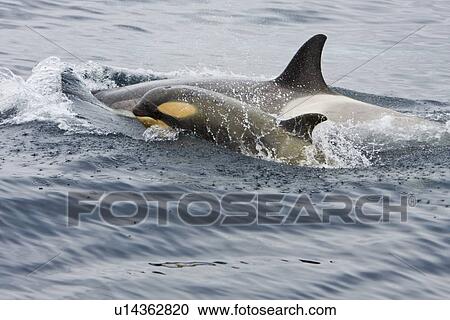 Stock Image - A small pod of "Type B" Orca (Orcinus orca) traveling in Gerlache Strait on the western side of the Antarctic Peninsula, Antarctica. This pod was sighted at 648 41. 2' S latitude by 62? 54. 0'W longitude. These animals are also often called killer whales, b. Fotosearch