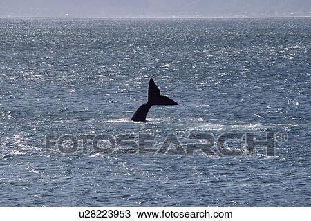 Stock Image - A Southern right whale (Eubalaena australis) 'sailing' with its tail Walker Bay, South Africa. . Fotosearch