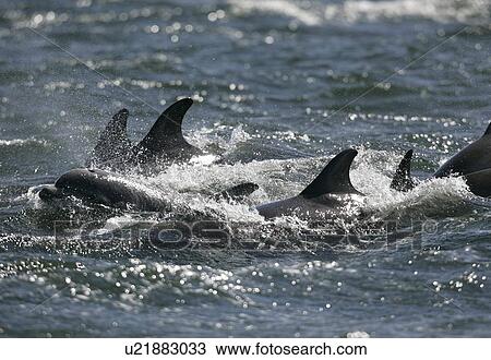 A travelling pod of Bottlenose dolphins (Tursiops truncatus) surfaces to breathe. Moray Firth, Scotland. View Large Photo Image Stock Image - A travelling pod of Bottlenose dolphins (Tursiops truncatus) surfaces to breathe. Moray Firth, Scotland.. Fotosearch
