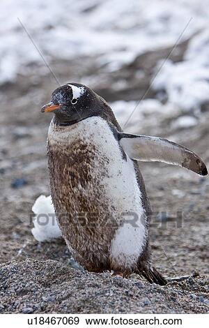 A VERY dirty (mud and feces) adult gentoo penguin (Pygoscelis papua) in Neko Harbour in Andvord Bay, Antarctica. There are an estimated 80, 000 breeding gentoo penguin pairs in the Antarctic peninsula area with a total population estimate of around 314, 00 View Large Photo Image Stock Photo - A VERY dirty (mud and feces) adult gentoo penguin (Pygoscelis papua) in Neko Harbour in Andvord Bay, Antarctica. There are an estimated 80, 000 breeding gentoo penguin pairs in the Antarctic peninsula area with a total population estimate of around 314, 00. Fotosearch