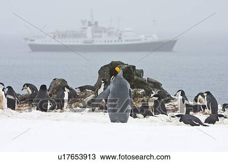 A very rare sighting of a lone adult king penguin (Aptenodytes patagonicus) among breeding and nesting colonies of both gentoo and chinstrap penguins on Barrentos Island in the Aitcho Island Group, South Shetland Islands, Antarctica. In the background is View Large Photo Image Stock Image - A very rare sighting of a lone adult king penguin (Aptenodytes patagonicus) among breeding and nesting colonies of both gentoo and chinstrap penguins on Barrentos Island in the Aitcho Island Group, South Shetland Islands, Antarctica. In the background is . Fotosearch