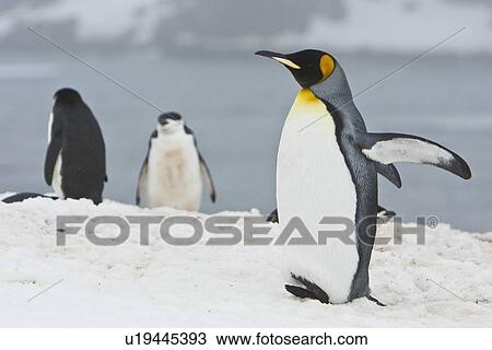 Stock Image - A very rare sighting of a lone adult king penguin (Aptenodytes patagonicus) among breeding and nesting colonies of both gentoo and chinstrap penguins on Barrentos Island in the Aitcho Island Group, South Shetland Islands, Antarctica. King penguins are rar. Fotosearch