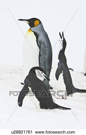 A very rare sighting of a lone adult king penguin (Aptenodytes patagonicus) among breeding and nesting colonies of both gentoo and chinstrap penguins on Barrentos Island in the Aitcho Island Group, South Shetland Islands, Antarctica. King penguins are rar View Large Photo Image Stock Image - A very rare sighting of a lone adult king penguin (Aptenodytes patagonicus) among breeding and nesting colonies of both gentoo and chinstrap penguins on Barrentos Island in the Aitcho Island Group, South Shetland Islands, Antarctica. King penguins are rar. Fotosearch