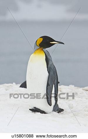 Stock Photo - A very rare sighting of a lone adult king penguin (Aptenodytes patagonicus) among breeding and nesting colonies of both gentoo and chinstrap penguins on Barrentos Island in the Aitcho Island Group, South Shetland Islands, Antarctica. King penguins are rar. Fotosearch