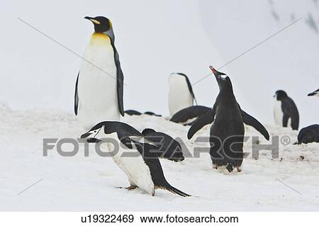 Stock Photo - A very rare sighting of a lone adult king penguin (Aptenodytes patagonicus) among breeding and nesting colonies of both gentoo and chinstrap penguins on Barrentos Island in the Aitcho Island Group, South Shetland Islands, Antarctica. King penguins are rar. Fotosearch
