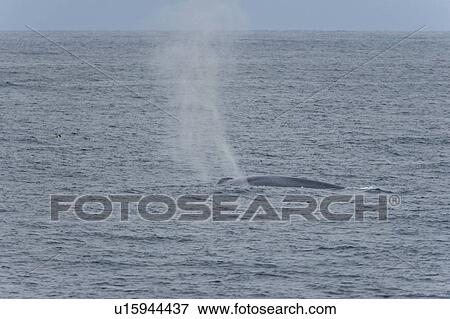 A very rare sighting of an adult blue Whale (Balaenoptera musculus) surfacing off the western side of Spitsbergen Island in the Svalbard Archipelago, Barents Sea, Norway. View Large Photo Image Stock Photo - A very rare sighting of an adult blue Whale (Balaenoptera musculus) surfacing off the western side of Spitsbergen Island in the Svalbard Archipelago, Barents Sea, Norway.. Fotosearch